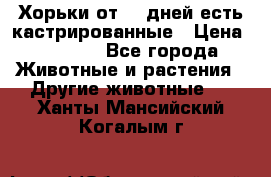   Хорьки от 35 дней есть кастрированные › Цена ­ 2 000 - Все города Животные и растения » Другие животные   . Ханты-Мансийский,Когалым г.